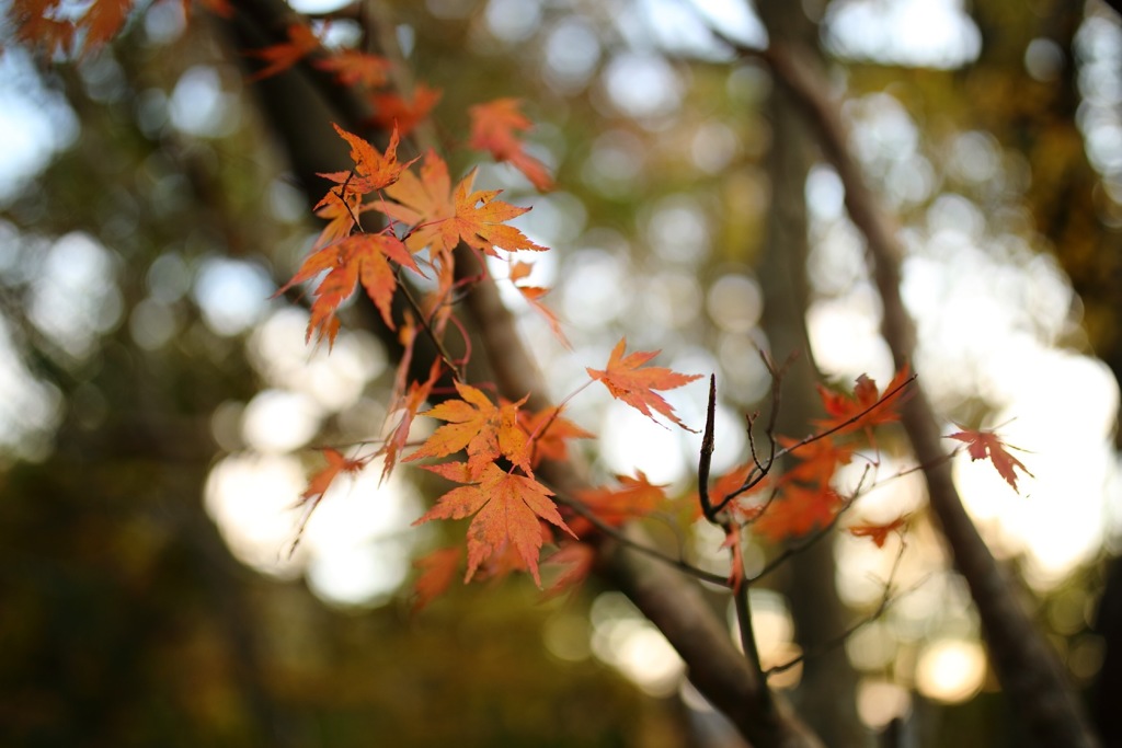 紅葉