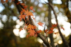紅葉