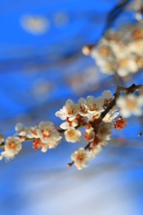 UME