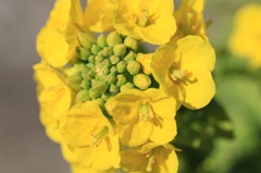 菜の花