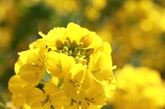 ハ菜の花