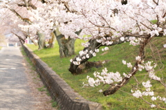 桜小道
