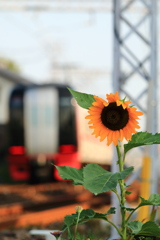 線路に咲く１本のひまわり