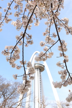 桜とTOWER