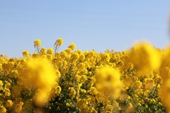  菜の花
