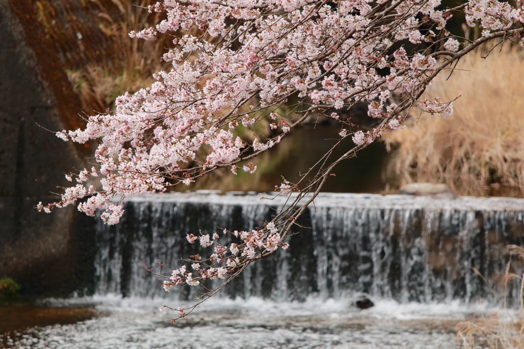 桜