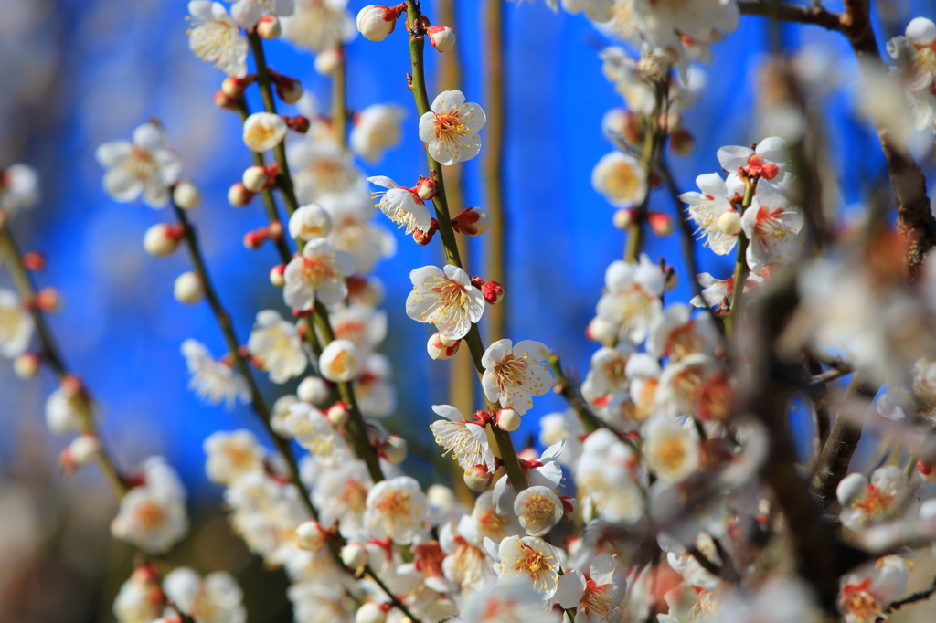 UME