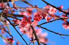 UME