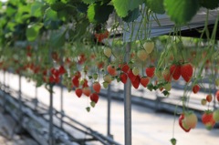 strawberry