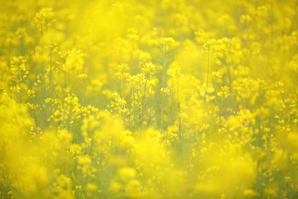 菜の花イエロー