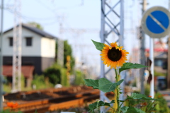 線路に咲く１本のひまわり