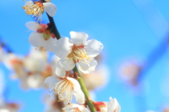 UME