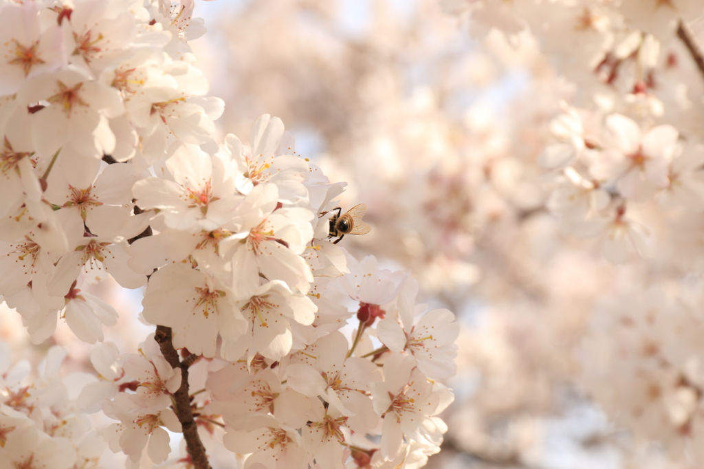 満開の桜