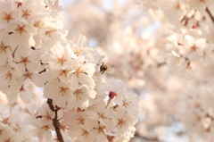 満開の桜