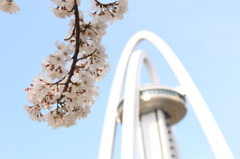 桜とTOWER