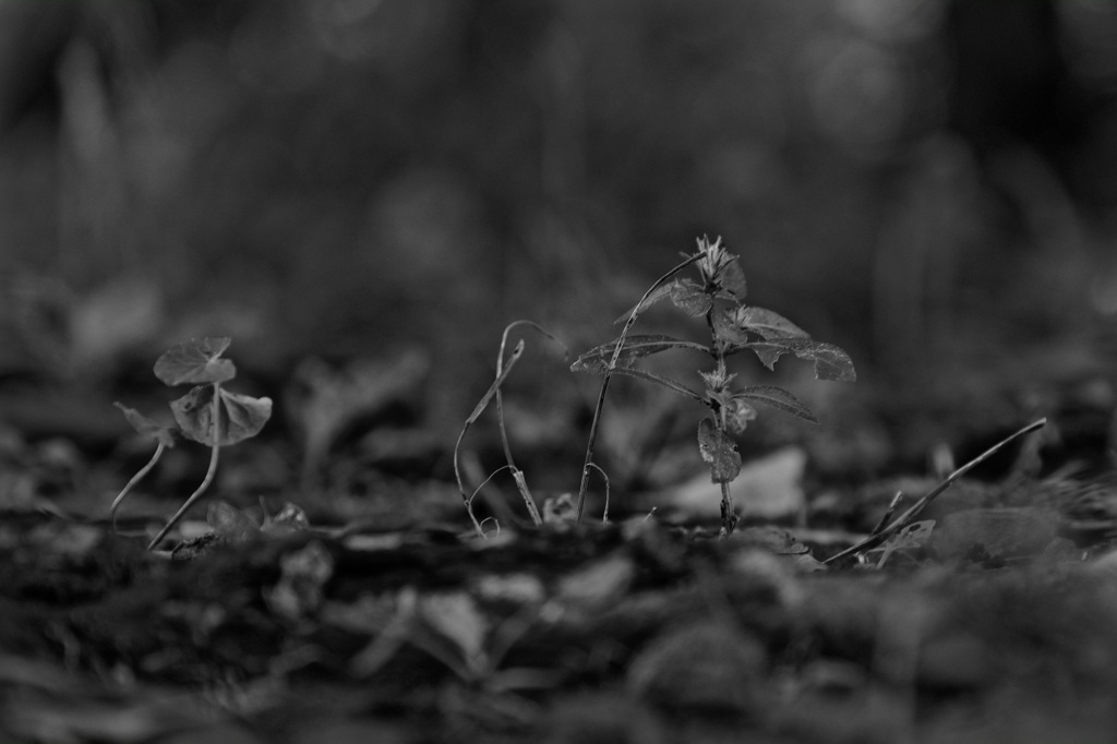 森の芽