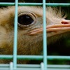 ダチョウの眼