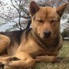 春眠　犬