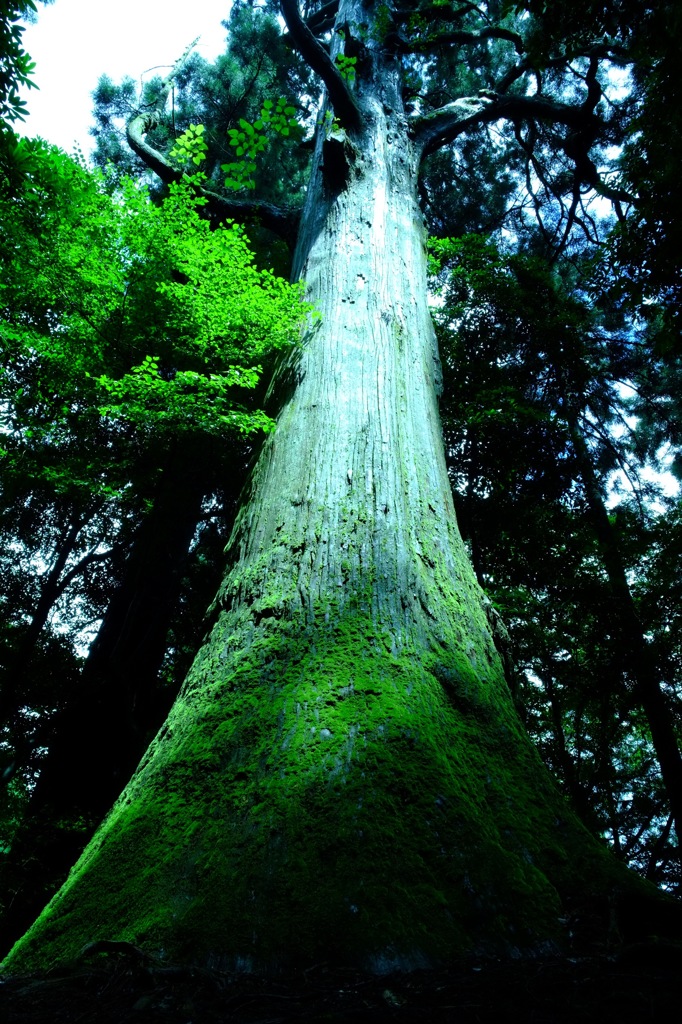 苔むす巨木