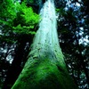 苔むす巨木