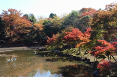 奈良公園の秋