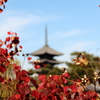 興福寺を遠くにみて