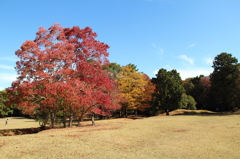 奈良公園秋の３