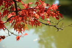 紅葉