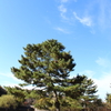 ただここで松