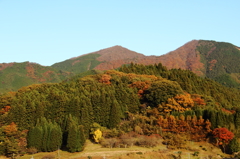 紅葉