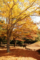奈良公園の秋２