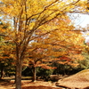 奈良公園の秋２
