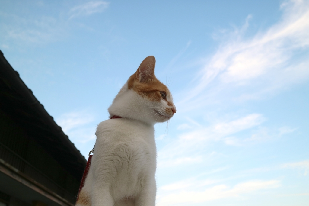 たちばん
