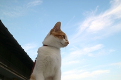 たちばん