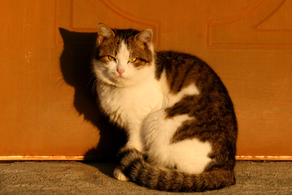 ドアマンちゃん