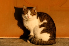 ドアマンちゃん