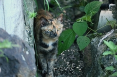 側溝ストーカー