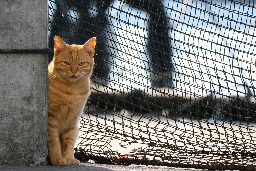 罠にかかるのを待っているちゃん