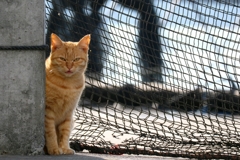 罠にかかるのを待っているちゃん