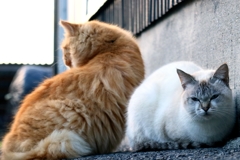 しのぐブラザー