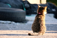エサ箱が開くのを待ってるちゃん