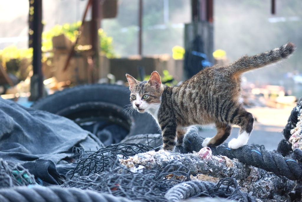 サミッターちゃん