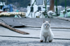 だるまさんころんだちゃん