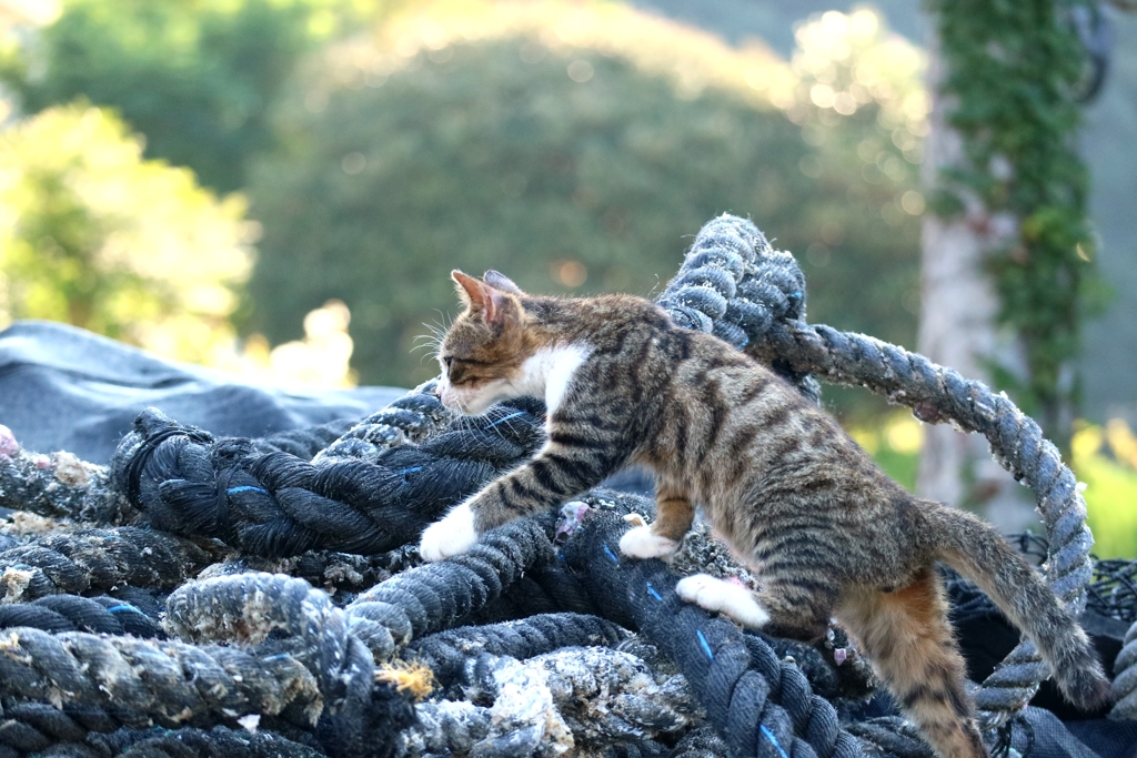 クライマーちゃん