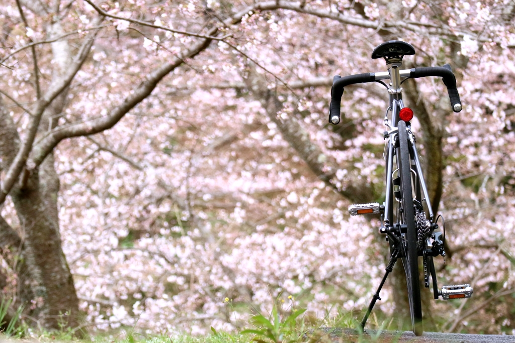 桜鉄輪