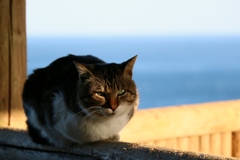 寒かったら丸くなれちゃん