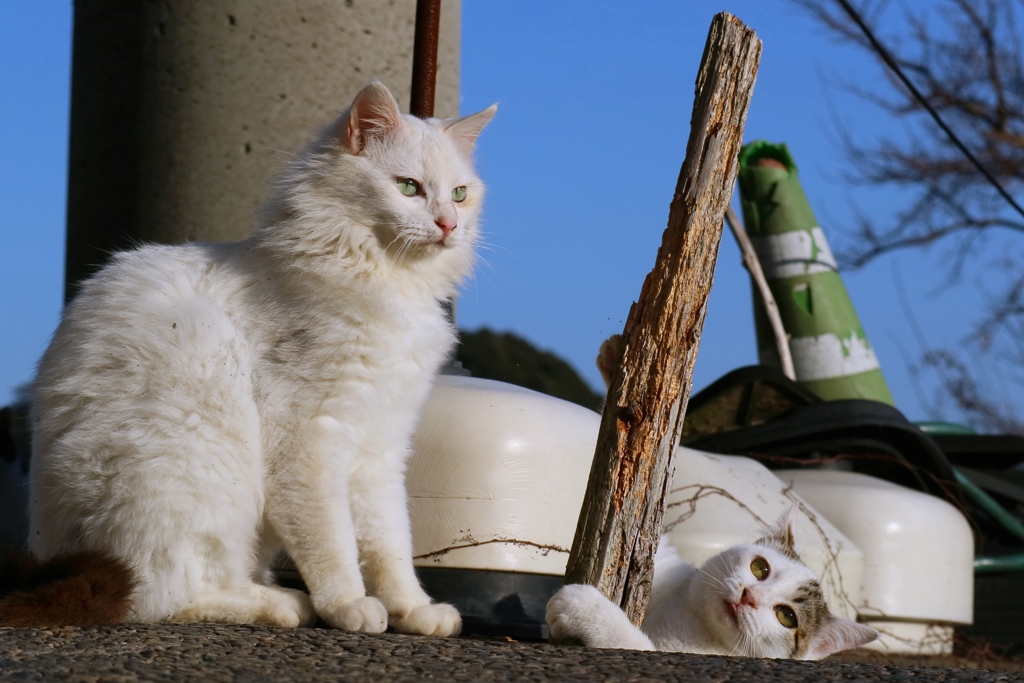 もさもさとスニーキングちび