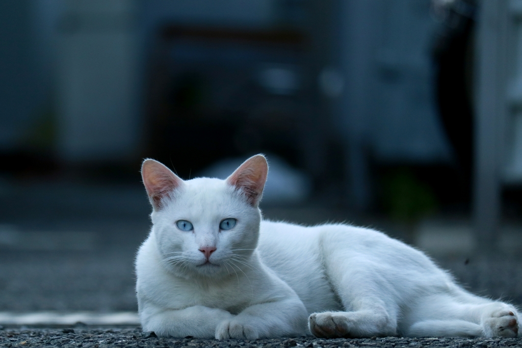 なにかよこせとうったえている