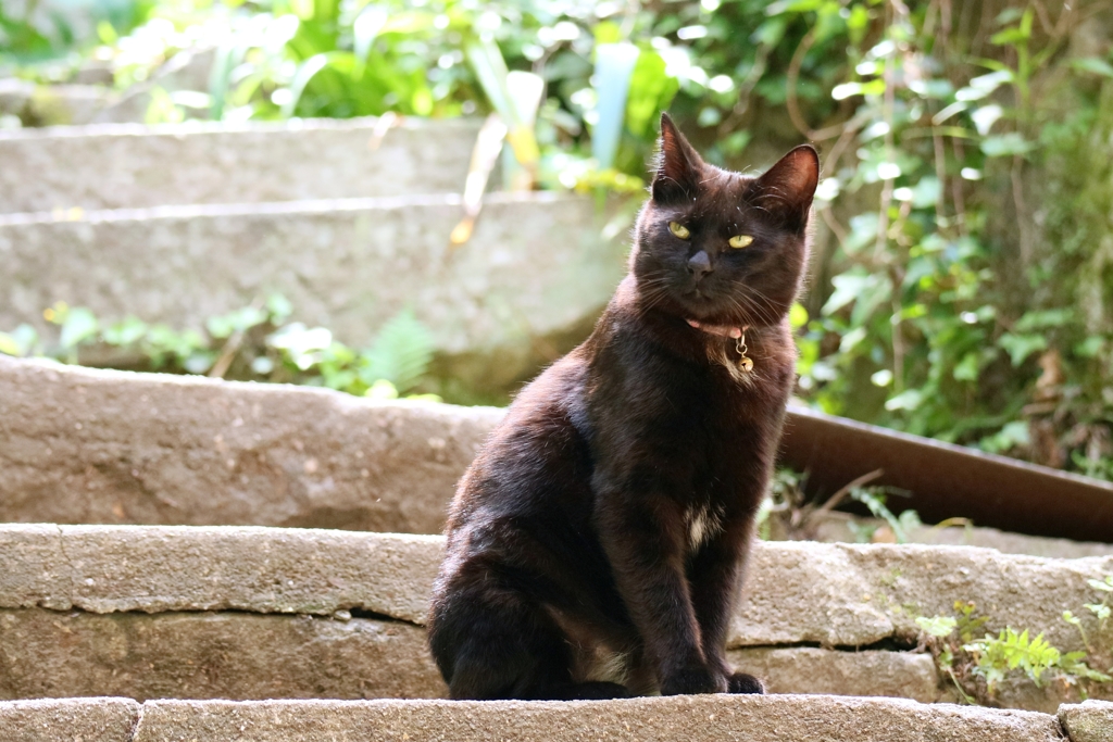 猫の細道