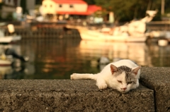この辺に詳しいおっちゃんにコイツは流れ者で交尾をしに来てるんだよと教えてもらった